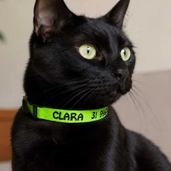 coleira pra gatos personalizado