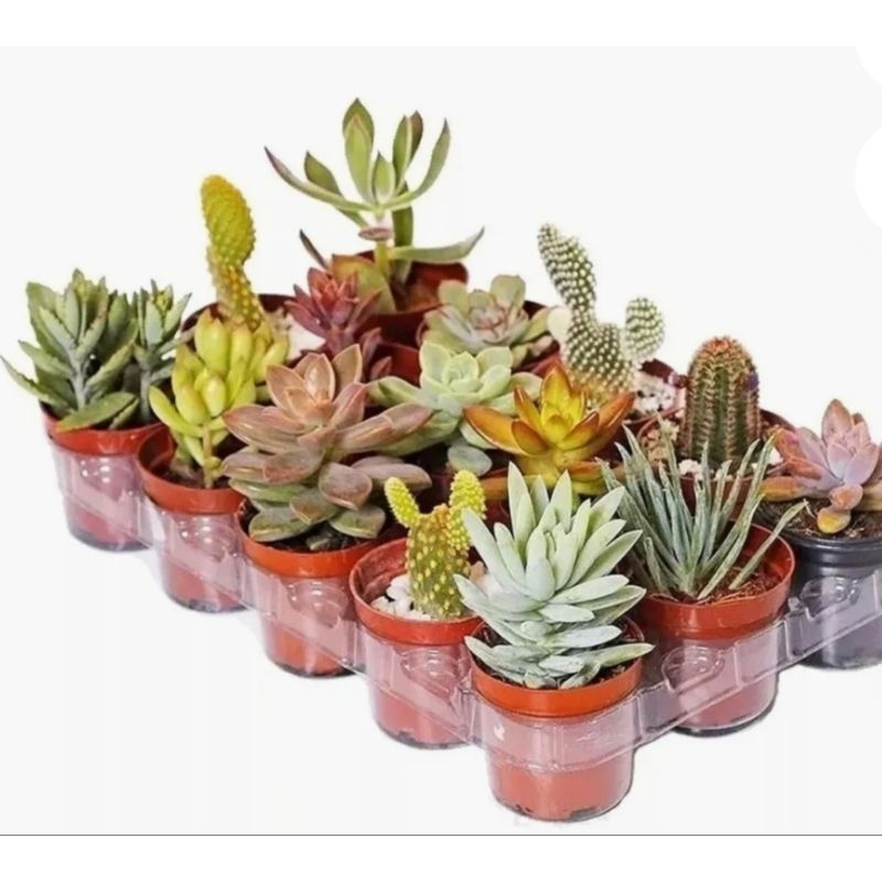 Suculentas kit com 20 Vasinhos para coleção, Decoração e Lembrancinhas