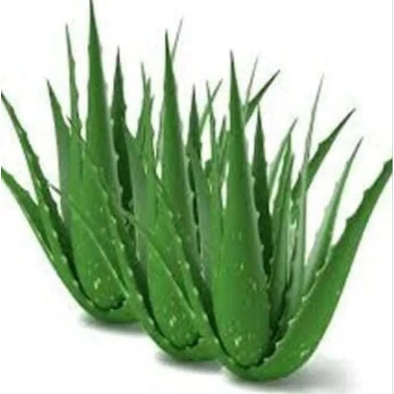 Muda de Babosa Aloe Vera Barbadensis Miller  Adulta  Frete grátis