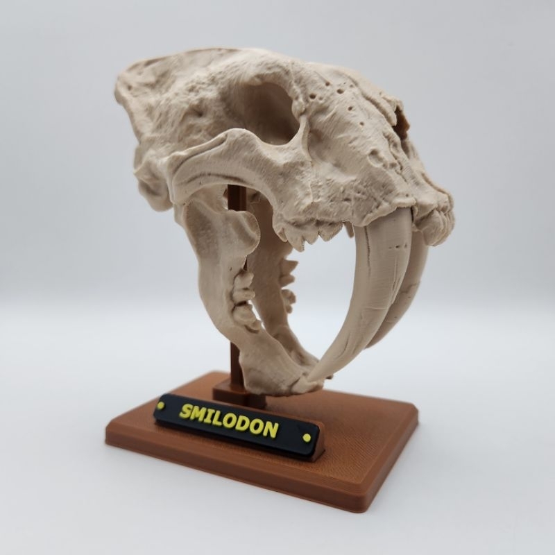 Crânio Fóssil 3D Decorativo Tigre-Dentes-de-Sabre Decoração de Mesa Estante Geek Setup Gamer