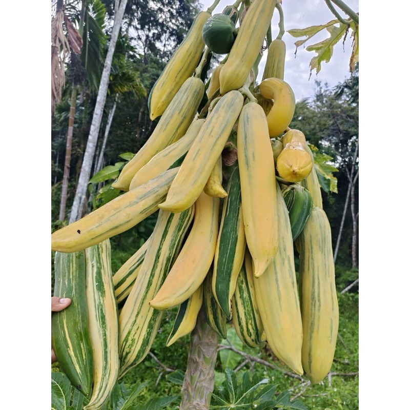 Sementes Importadas de Mamão Variegado Raro Folhas Mescladas Alta Germinação  Planta exotica Premium