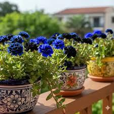 Sementes de Onze-Horas flores triplas Preta com Azul sementes organicas
