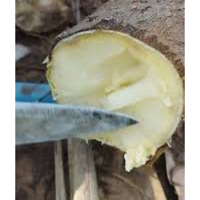 10 Ramas De Mandioca Frutada Doce In-natura mandioca doce Raridade