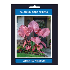 ENVIO SUPER RÁPIDO Caladium Poço de Rosa – 100 sementes com manual de cultivo II T1 Alta Qualidade
