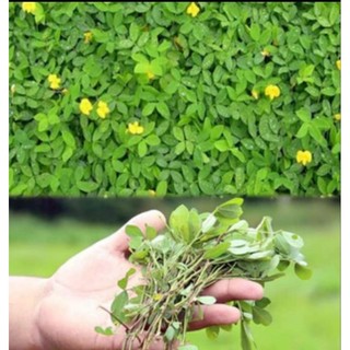 30 Mudas de Grama Amendoim Saudáveis e Prontas para Plantio