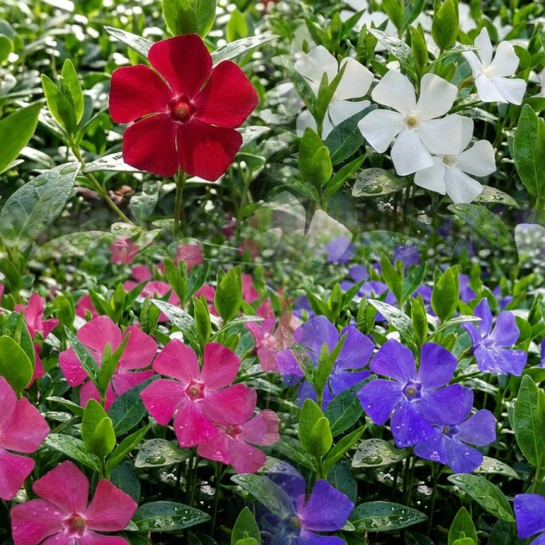 Sementes de Vinca (Maria-sem-vergonha) Mix de Cores