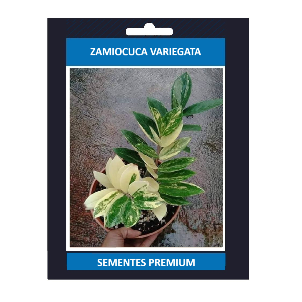 ENVIO SUPER RÁPIDO zamiocuca variegata 100 sementes com manual de cultivo II T1 Alta Qualidade em Oferta na Shopee