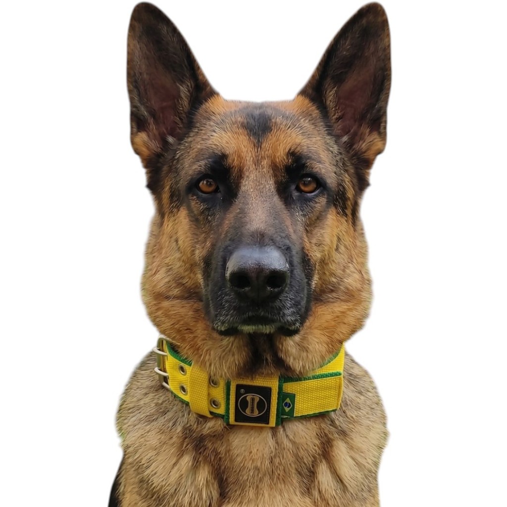Coleira Personalizada Brasil + Alça Cachorro Grande Médio Porte Amorosso Pastor Alemão Dogue Pet Cão