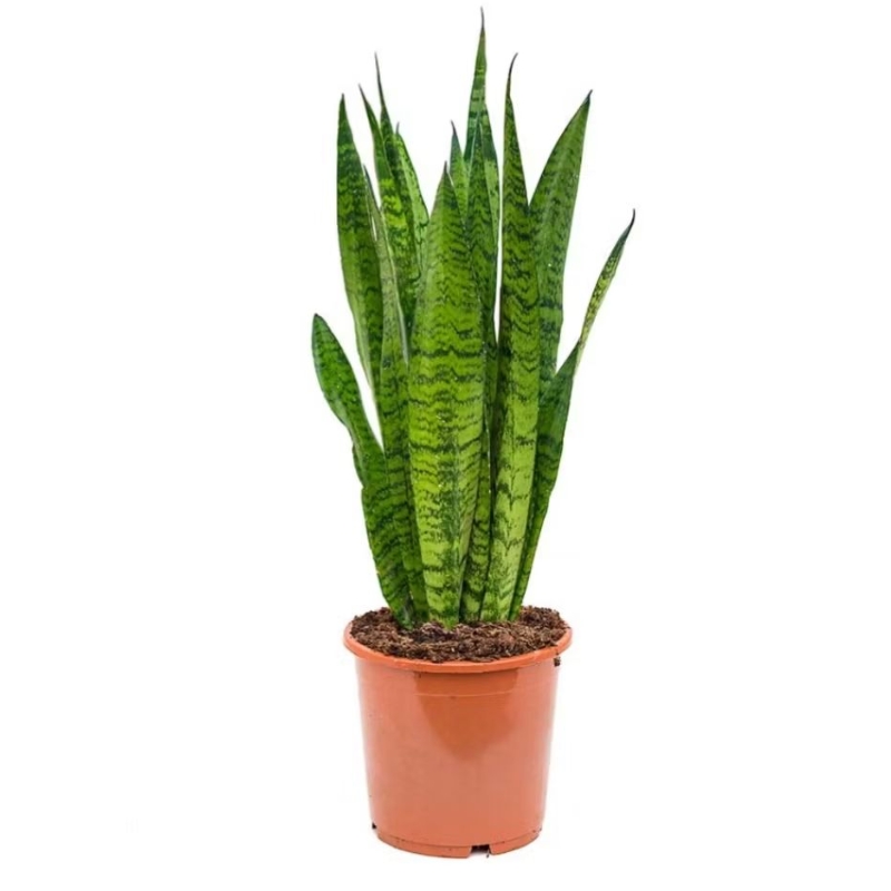 Espada de são Jorge e de santa bárbara Dracaena trifasciata Muda adulta e grande