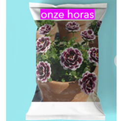 pacote Sementes flor onze horas cor preta com Branca petalas triplas