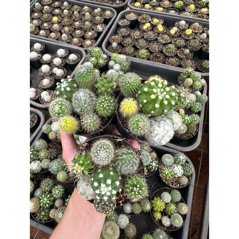 Coquetel de Cactos natural