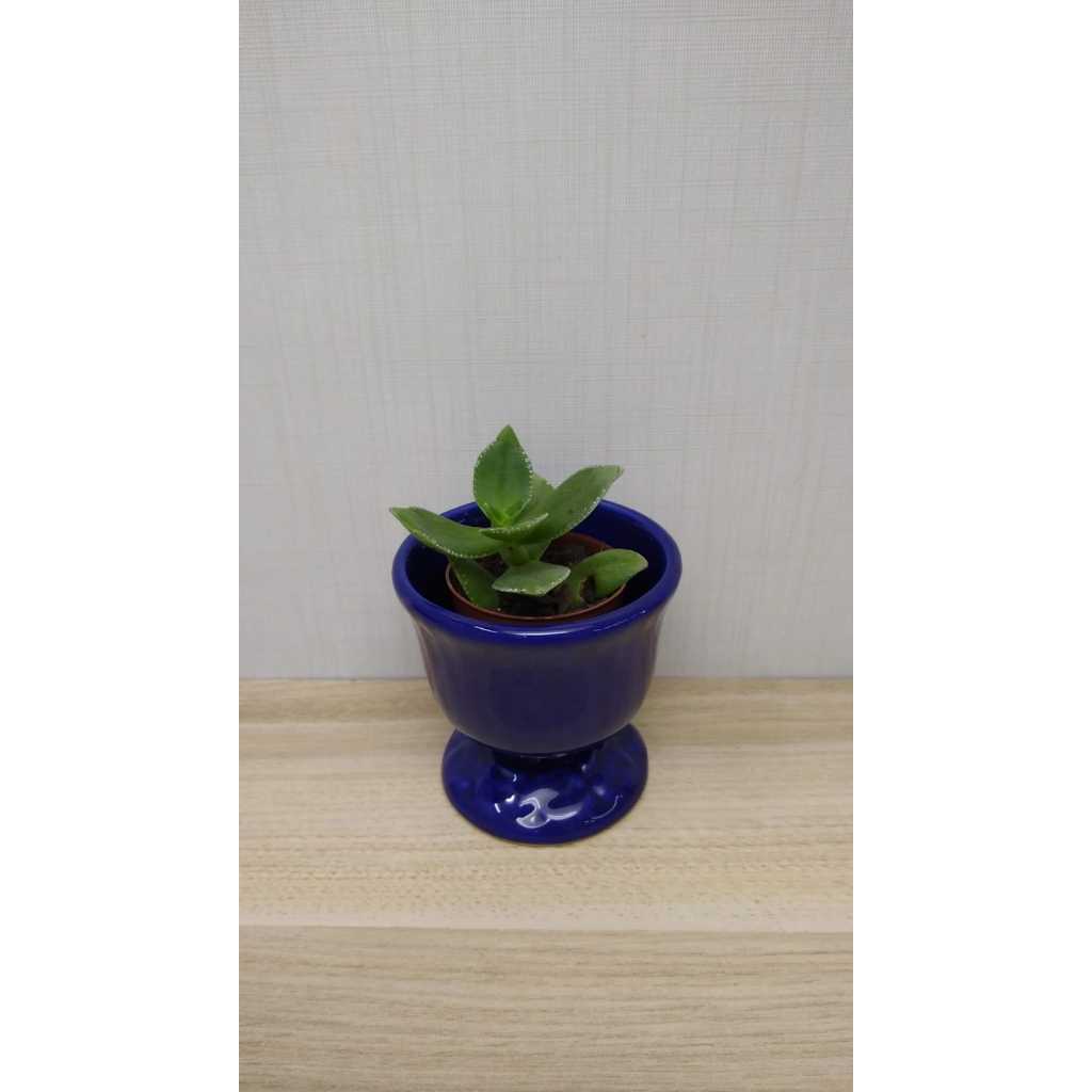 Vaso Cachepot , Molhadeira de Porcelana Azul Marinho Porta Vela , Suculenta , Kalanchoe