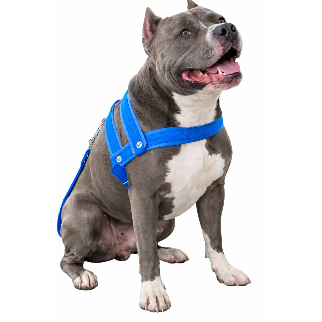 Peitoral pra cachorro coleira reforçada com guia confortável vai guia ideal para passear adestrar