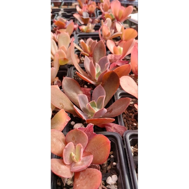 kit com 5 plantas suculentas que ficam gigantes