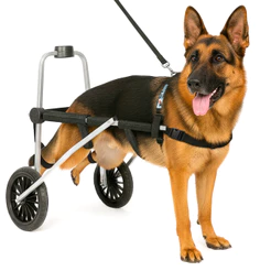 Cadeira 2 Rodas Tamanho XG Cachorro Traseira Regulável Deficiente Paraplégico
