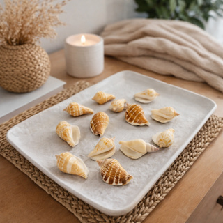 Concha Do mar - Concha de Nácar - Pacote aprox. 100grs em Oferta na Shopee