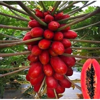 10 Sementes de Mamão Vermelho Taiwanês 🌱 Variedade Exótica | Alta Produtividade em Oferta na Shopee