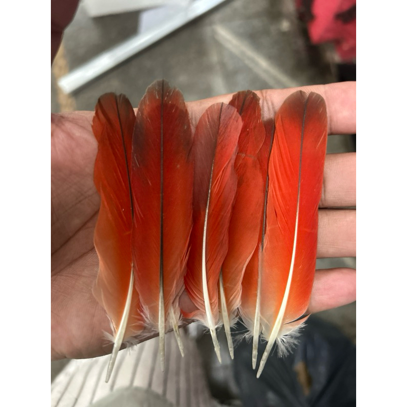 Ekodide / Ikodide Un - Pena Vermelha Papagaio Sagrado Africano em Oferta na Shopee