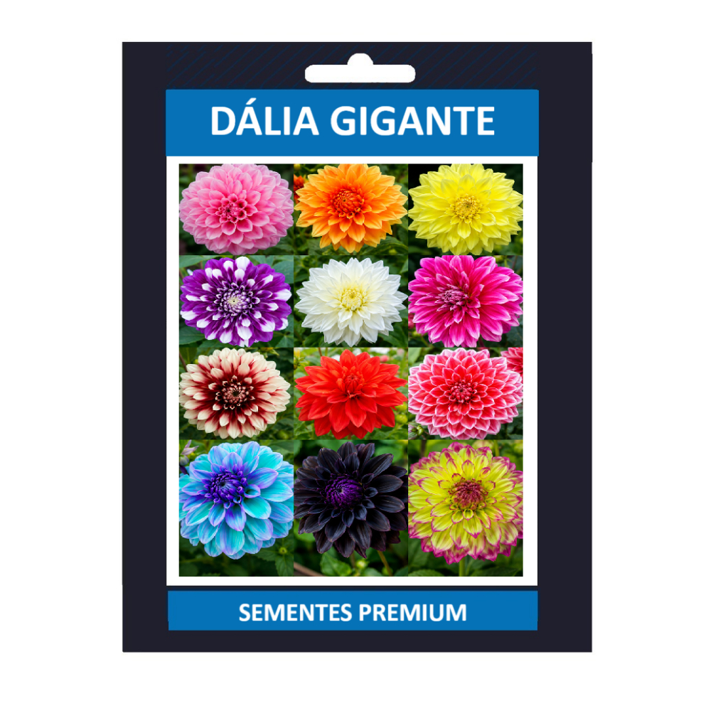 Sementes de Dália Gigante Cores Raras vx envio rápido Premium