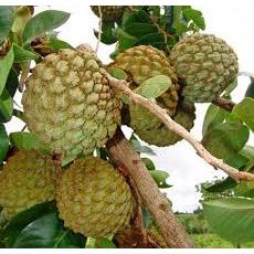 Articun 10  Sementes de  Araticum do cerrado Marolo para plantio apronta entreda envio rapido
