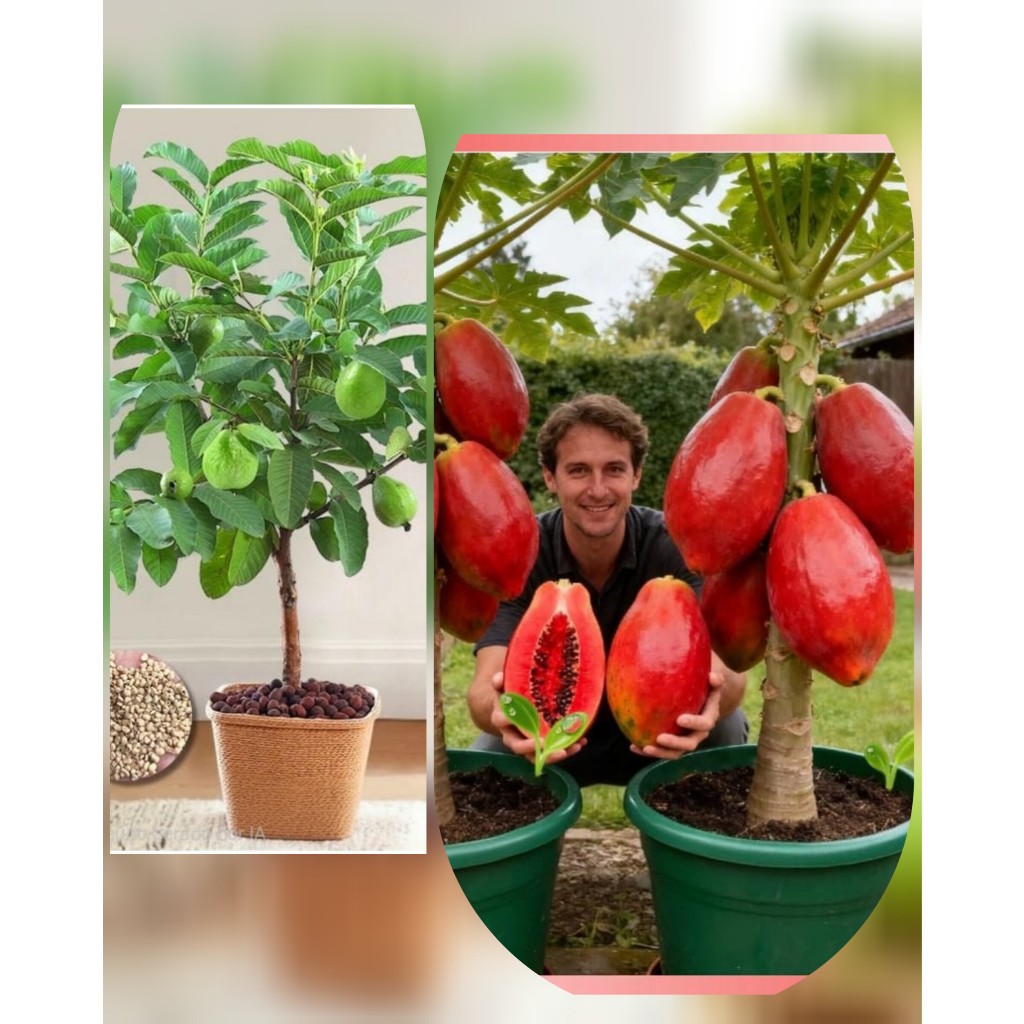 Kit Sementes Mamão Vermelho + Goiaba Tailandesa para Vasos