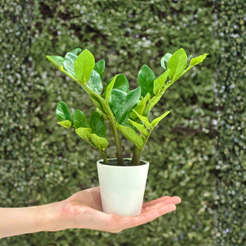 Zamioculca no Vaso Planta Artificial Realista Decoração Jibóia Costela de Adão Nervura Guaimbê Orelha de Gato 16x24cm