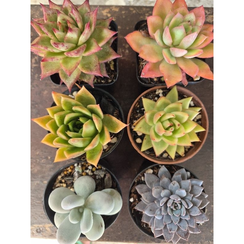 Suculenta pote 9 e kits especiais no pote 6