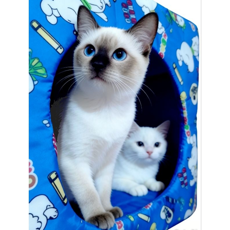 Cama para cachorro gato 2 em 1 toquinha casinha pet confortável frio e calor