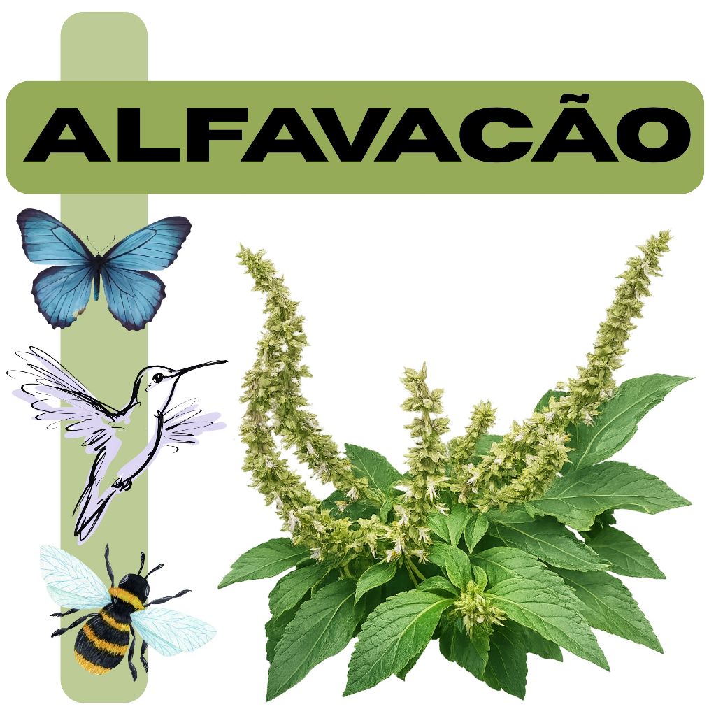 Sementes Alfavacão - (Ocimum gratissimum) - Planta melífera para polinizadores, chá, tempero, medicinal