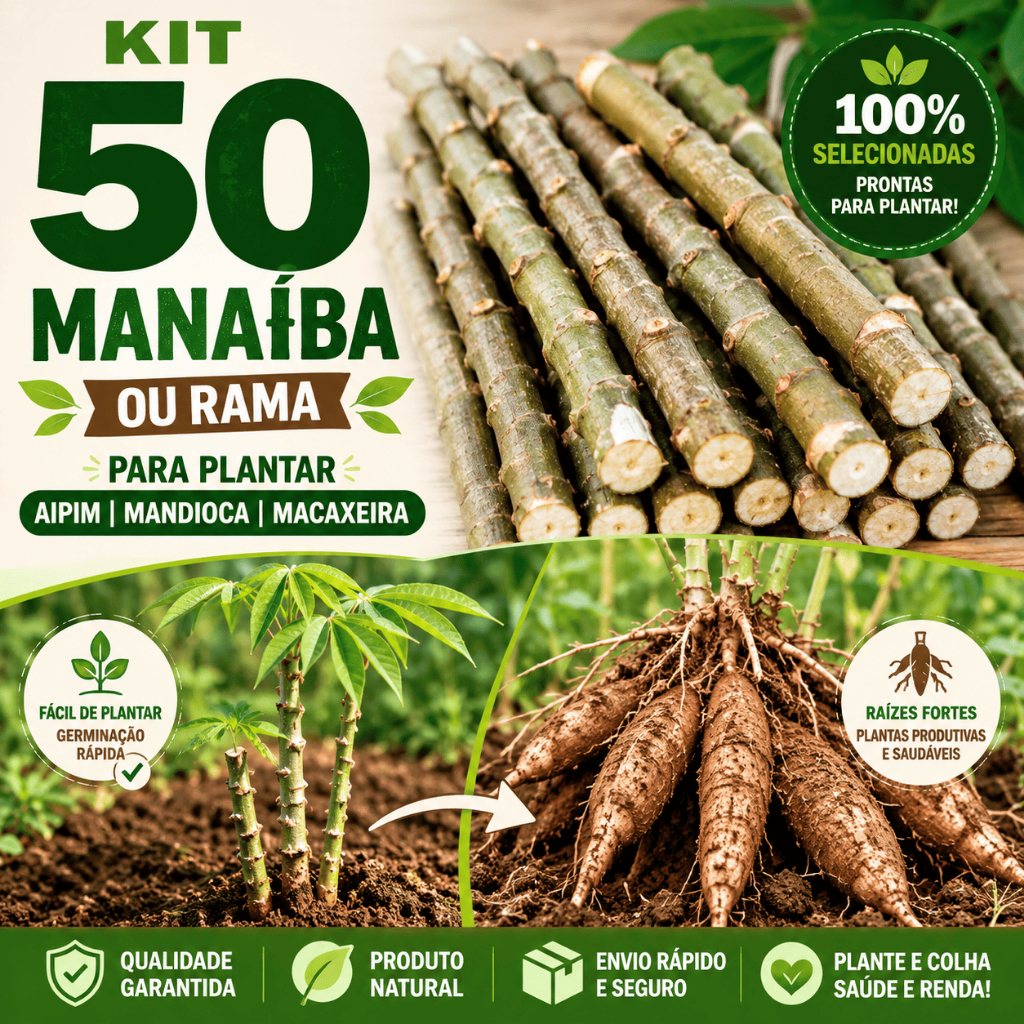 Kit Manaíba para Plantar Mandioca Aipim Macaxeira Rama Natural 10 30 50 Unidades