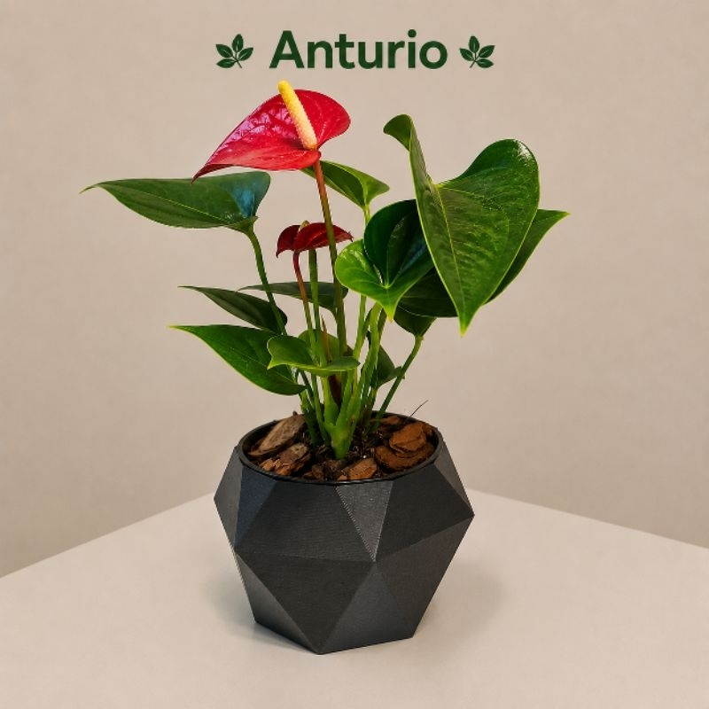 Antúrio Mini + Cachepot Moderno (Planta de Verdade