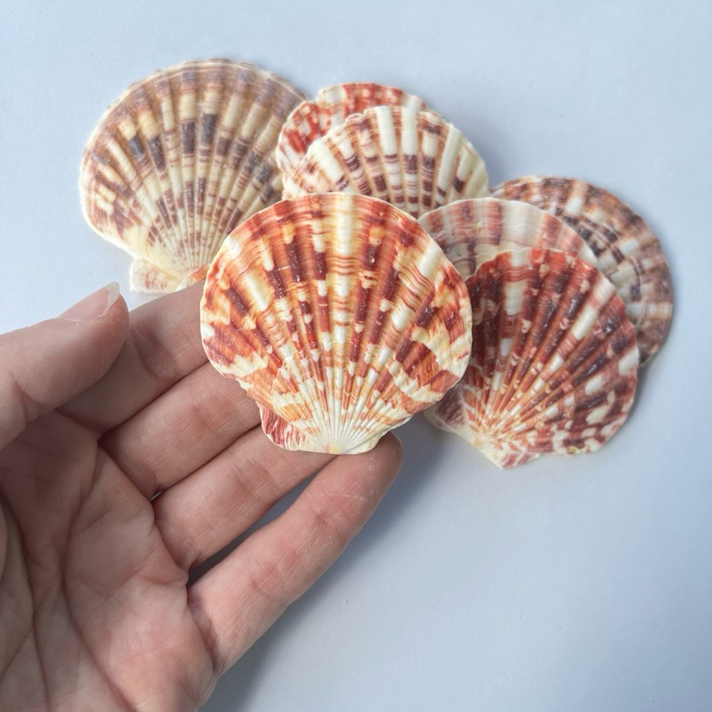 Concha natural mescladinha - 10 unds - decoração aquário, bolo fundo do mar, decoração altar umbanda, Yemanjá em Oferta na Shopee