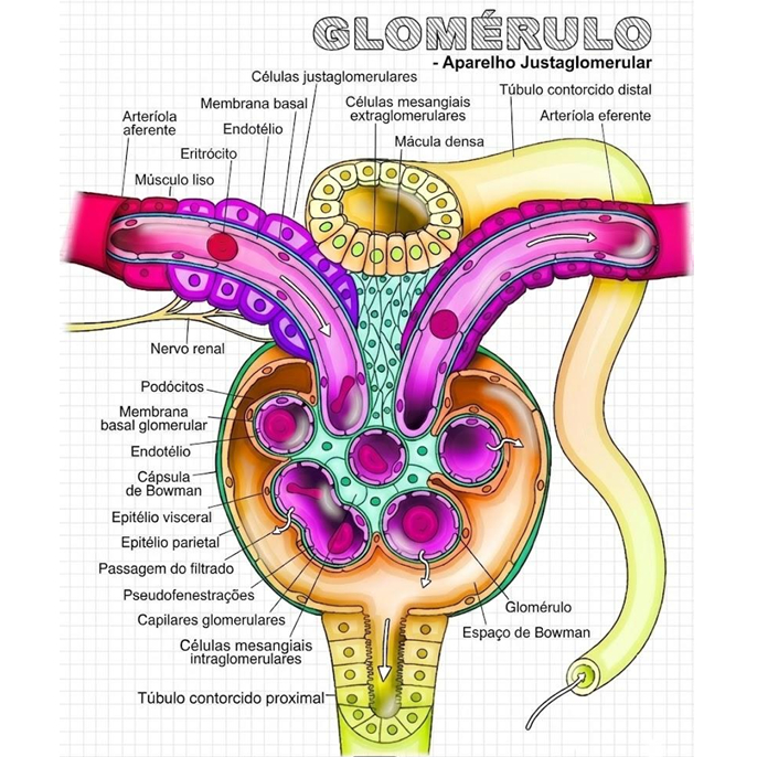 Apostila Atlas I anatomia humana (medicina, fisioterapia, enfermagem, biomedicina, impresso)