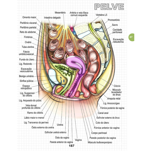 Apostila Atlas II Anatomia Humana (medicina, fisioterapia, enfermagem, biomedicina, psicologia)