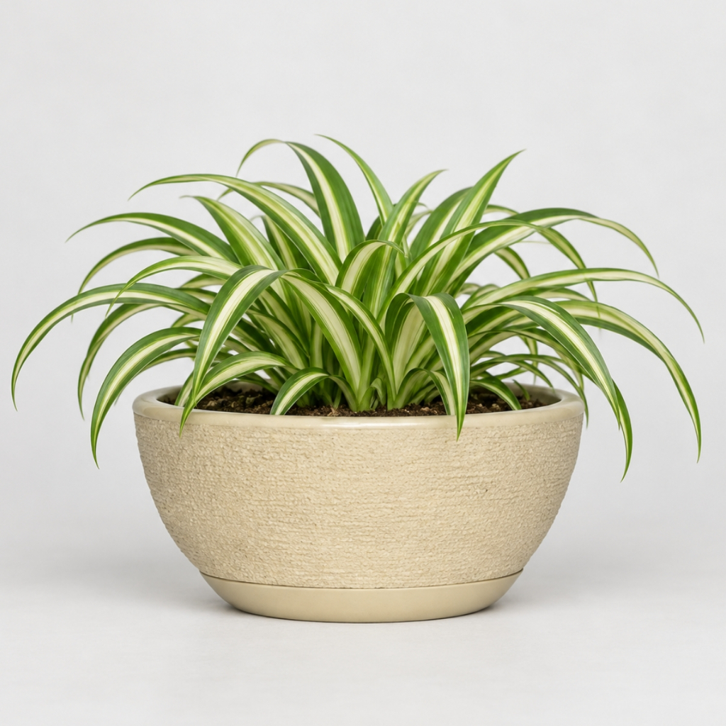 Vaso Decorativo em Polietileno para Planta Bacia Mini c Prato Coletor 26x13
