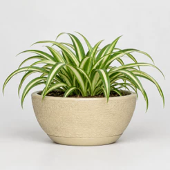 Vaso Decorativo em Polietileno para Planta Bacia Mini c Prato Coletor 26x13