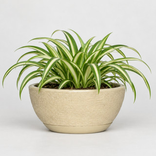 Vaso Decorativo em Polietileno para Planta Bacia Mini c Prato Coletor 26x13