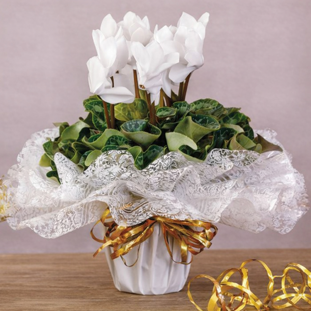 Poli redondo Fundo de Cesta Celofane Decorado 38x38cm decorado 10 25 fls.