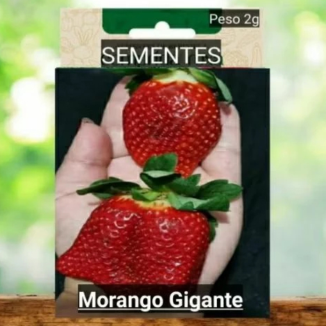 15 SEMENTES MORANGO GIGANTE do amor plante vaso horta terra adubo OFERTA