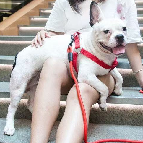 Corda de tração pet Arnês para animais Coleiras para animais Produtos para animais de estimação