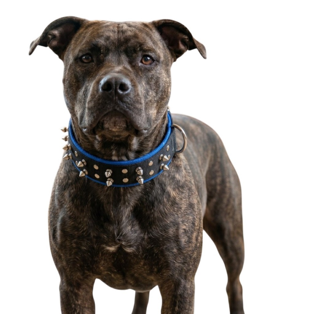 Coleira Spike Preto Azul Cor Cachorro Pitbull Terrier Bullmastiff Fila Dogue Pastor Dobermann Cão