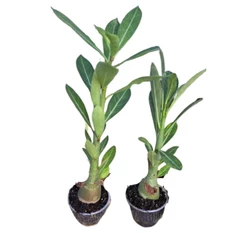 Kit 10 Sementes Germinadas De Rosa Do Deserto Sortidas Dobradas Triplas e Quadruplas