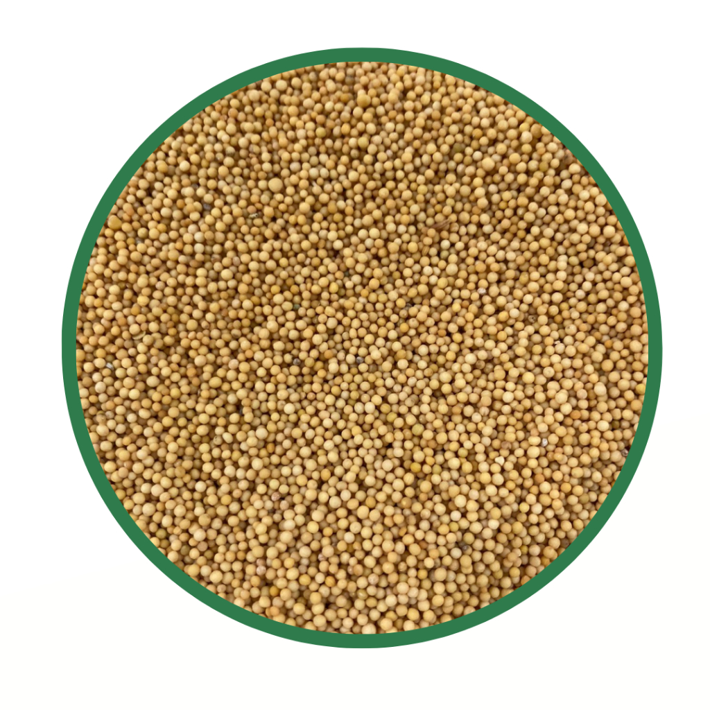 Mostarda Amarela em Grãos 1Kg