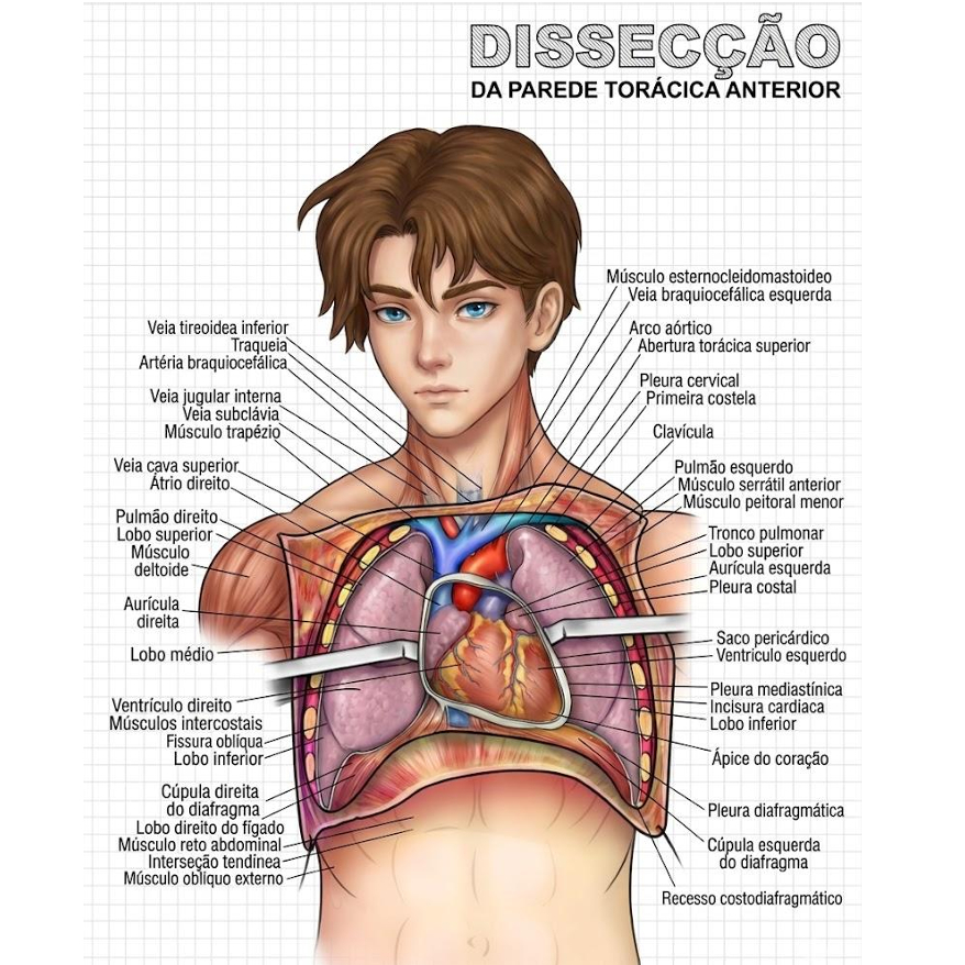 Apostila Atlas III Anatomia Humana  Impresso, medicina, enfermagem, fisioterapia, biomedicina