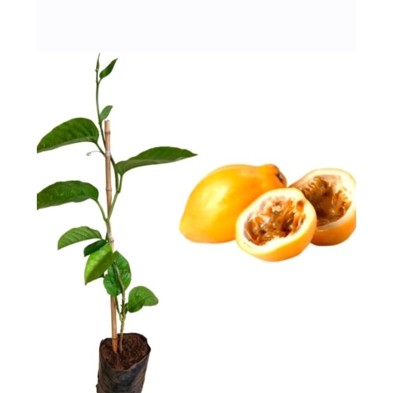 Muda de Maracujá Doce 30 a 50 cm – Planta Frutífera Produzida em Viveiro