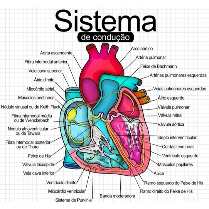 Apostila Cardiologia Teoria e Prática (medicina, fisioterapia, enfermagem e biomedicina)