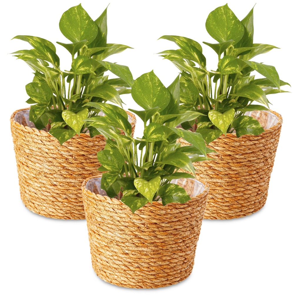 Kit Com 3 Vasos Palha Natural Jogo Trio Cachepot Fibra Natural Estilo Vime Decorativo Flores Plantas