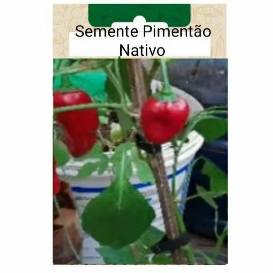Sementes Pimentão Vermelho Nativo plantar faz bem Vaso  horta terra OFERTA