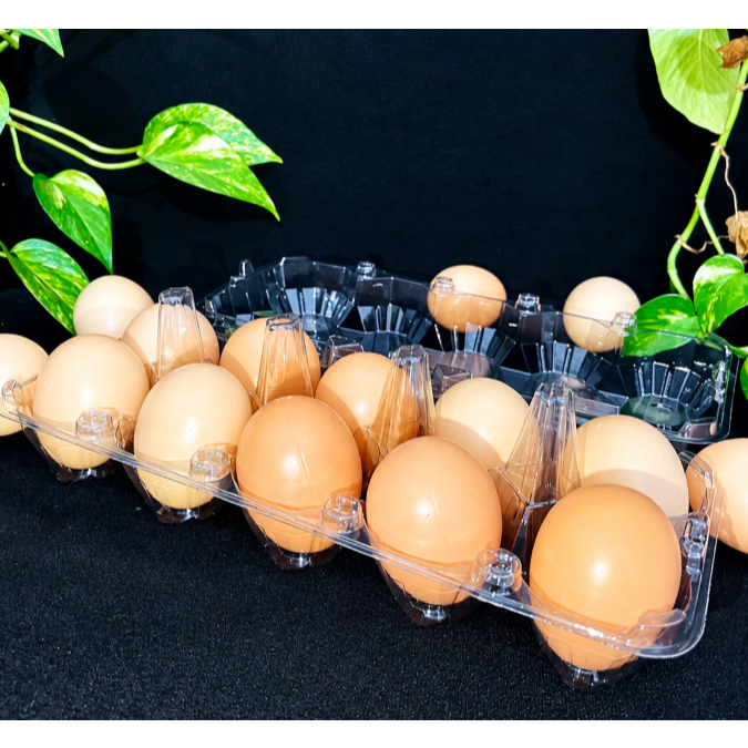 Embalagem 10 Ovos de Galinha - 100/200/300/400 UNI