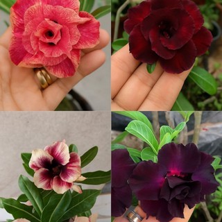 ✨ Sementes de Rosa do Deserto – 50 Unidades com Variedade de Cores e Camadas!